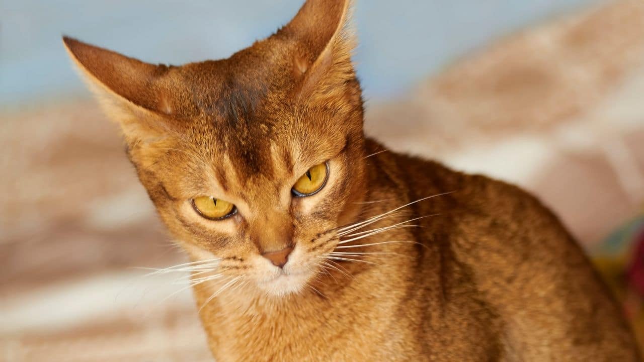 Abyssinian