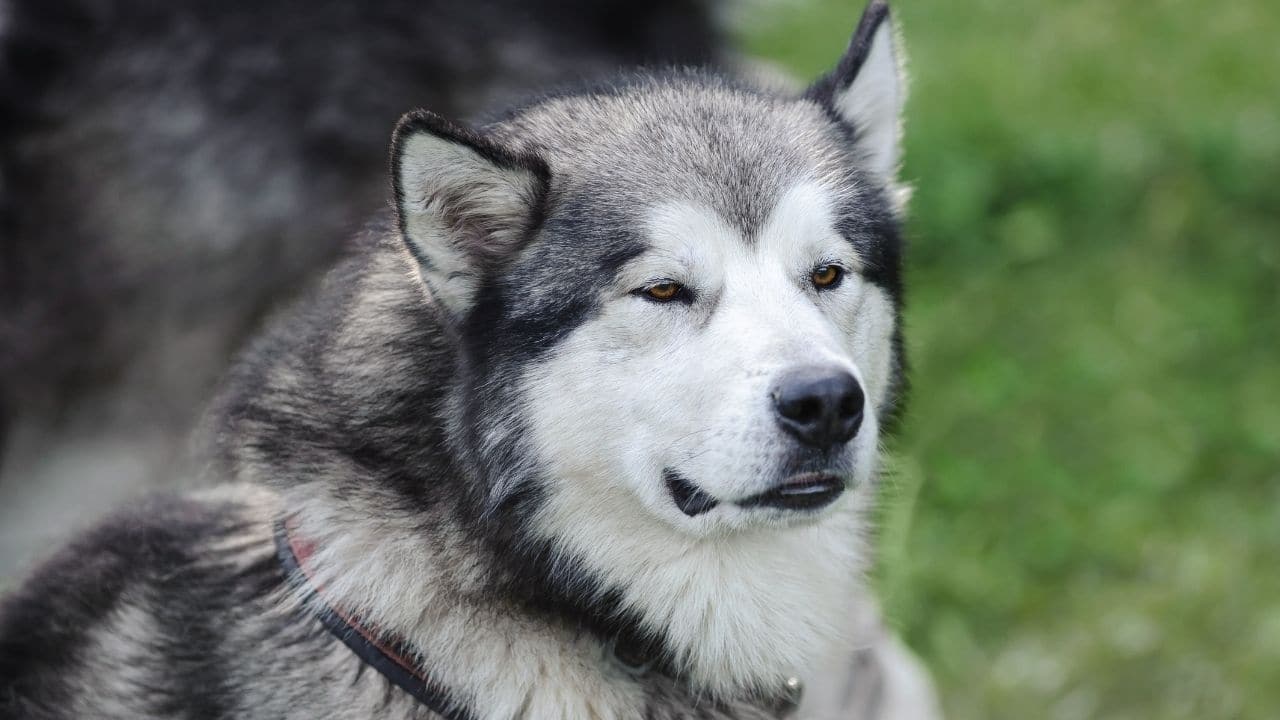 Alaskan Malamute