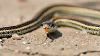 Baby Garter Snake
