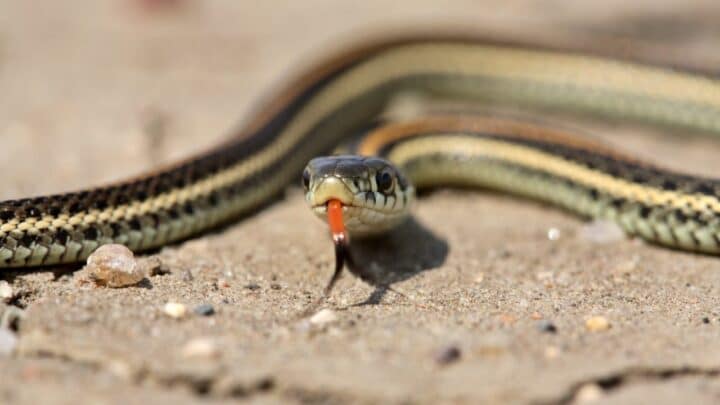 What Do Baby Garter Snakes Eat? Oh!