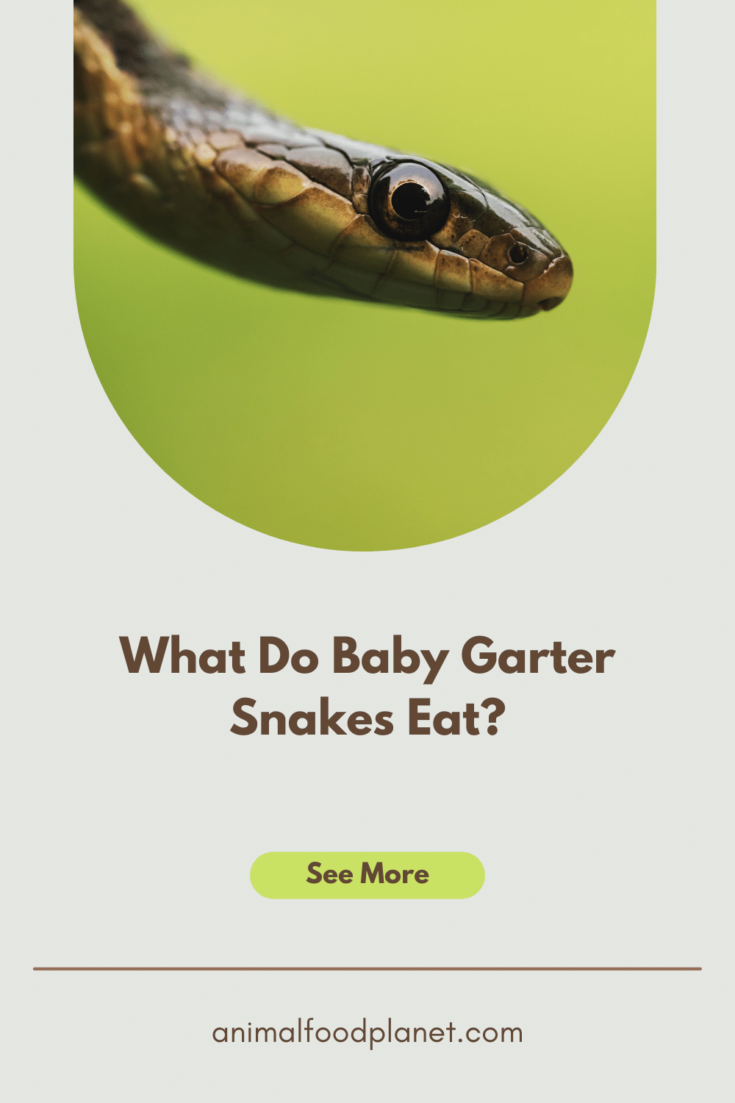 Baby Garter Snake Diet