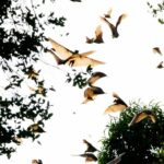 Bats Migrating