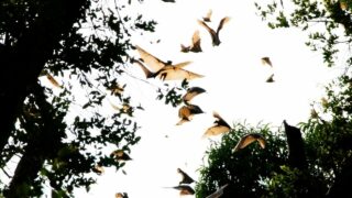 Bats Migrating