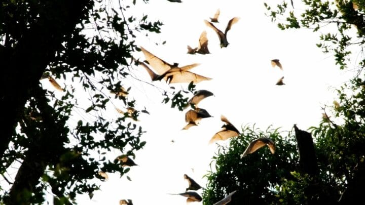 When Do Bats Migrate? Oh, Really?