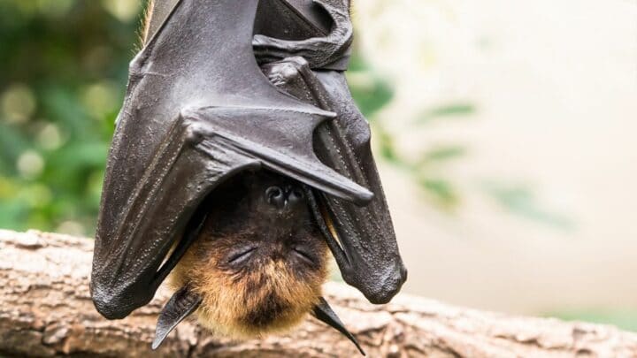 Why Do Bats Sleep Upside Down?  Well, It’s Because…
