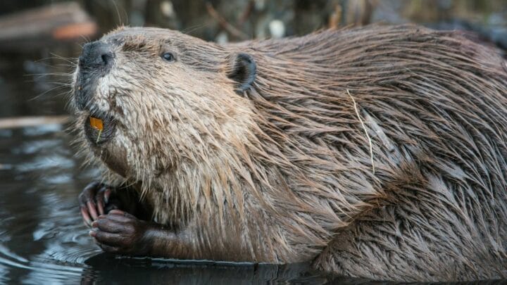 Do Beavers Eat Wood? Oh, Let Me See!