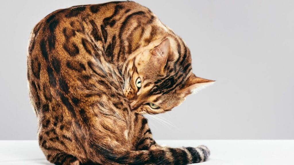 Cat Breeds That Look Like Tigers Wow Meow