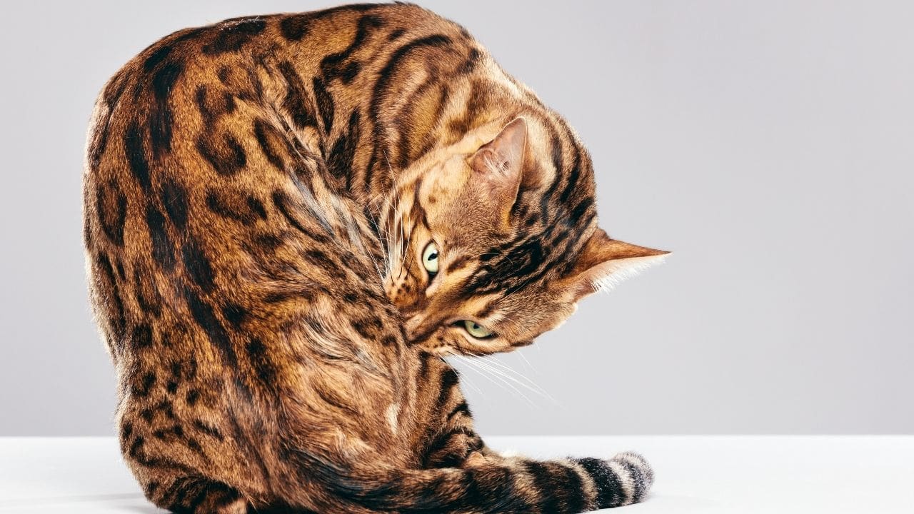 Bengal Cat