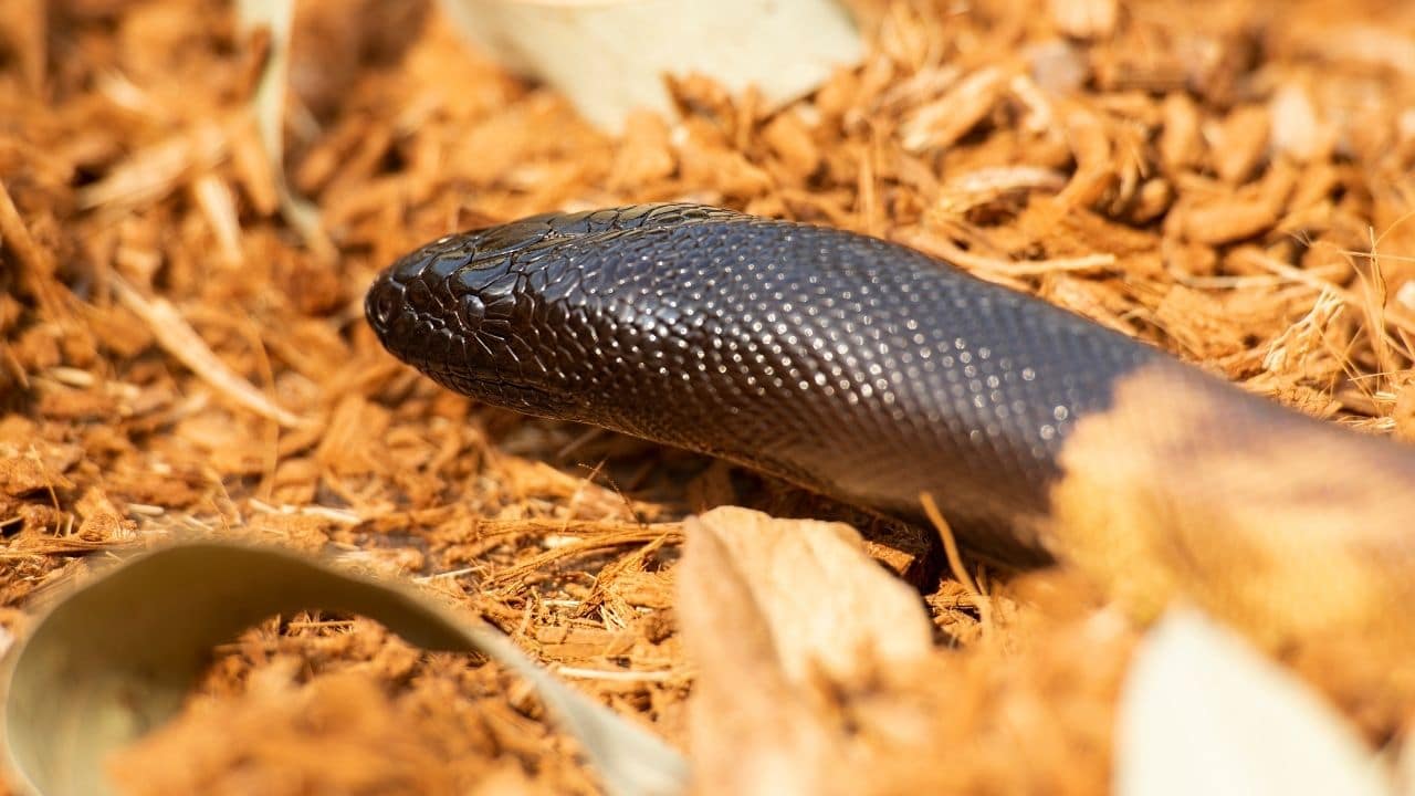 Black-headed Snake