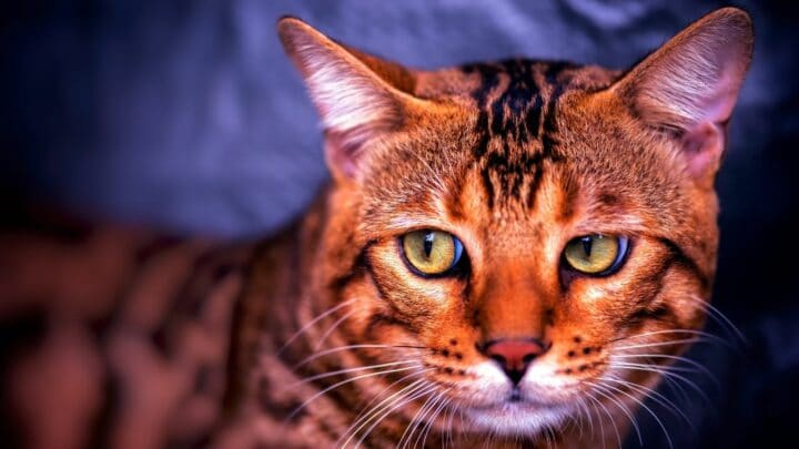 10 Cat Breeds That Look Like Tigers — WOW! Meow!