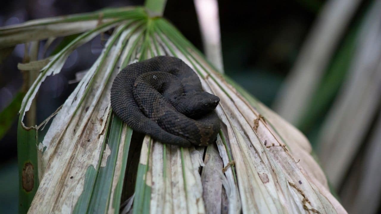 Cottonmouth Viper