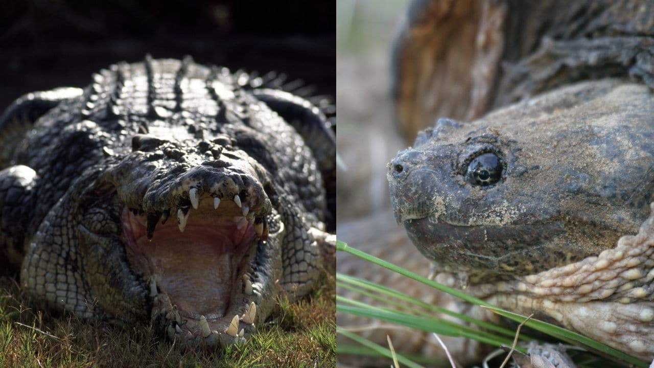 Crocodiles and Snapping Turtles