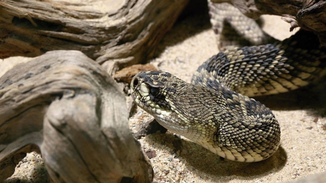 Diamondback Rattlesnake