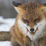 Do Foxes Eat Snakes