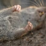 Dying Rat