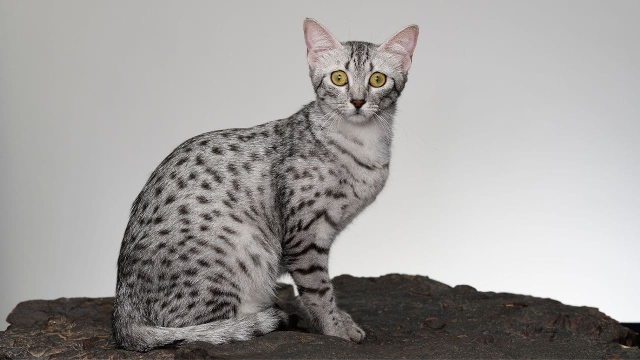 Egyptian Mau