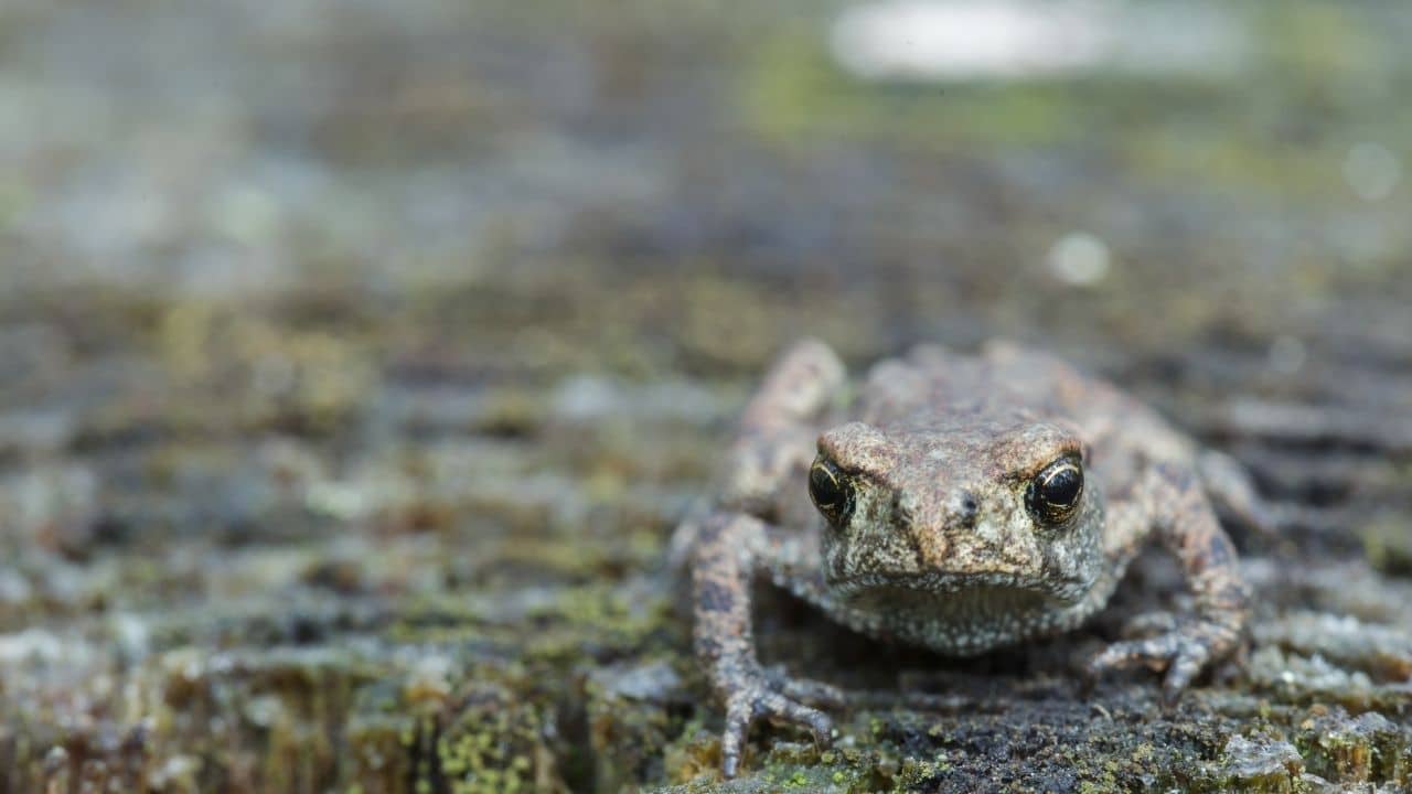 Frogs and Toads