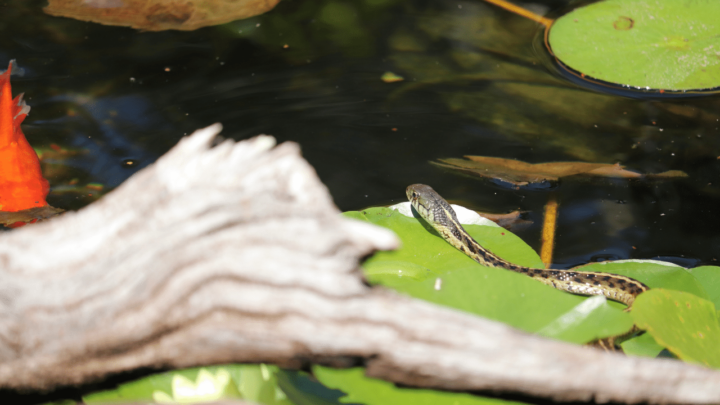 Garter snakes need water and often soak in water bowls as pets