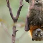 How Bats Hang Upside Down