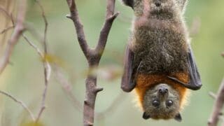 How Bats Hang Upside Down