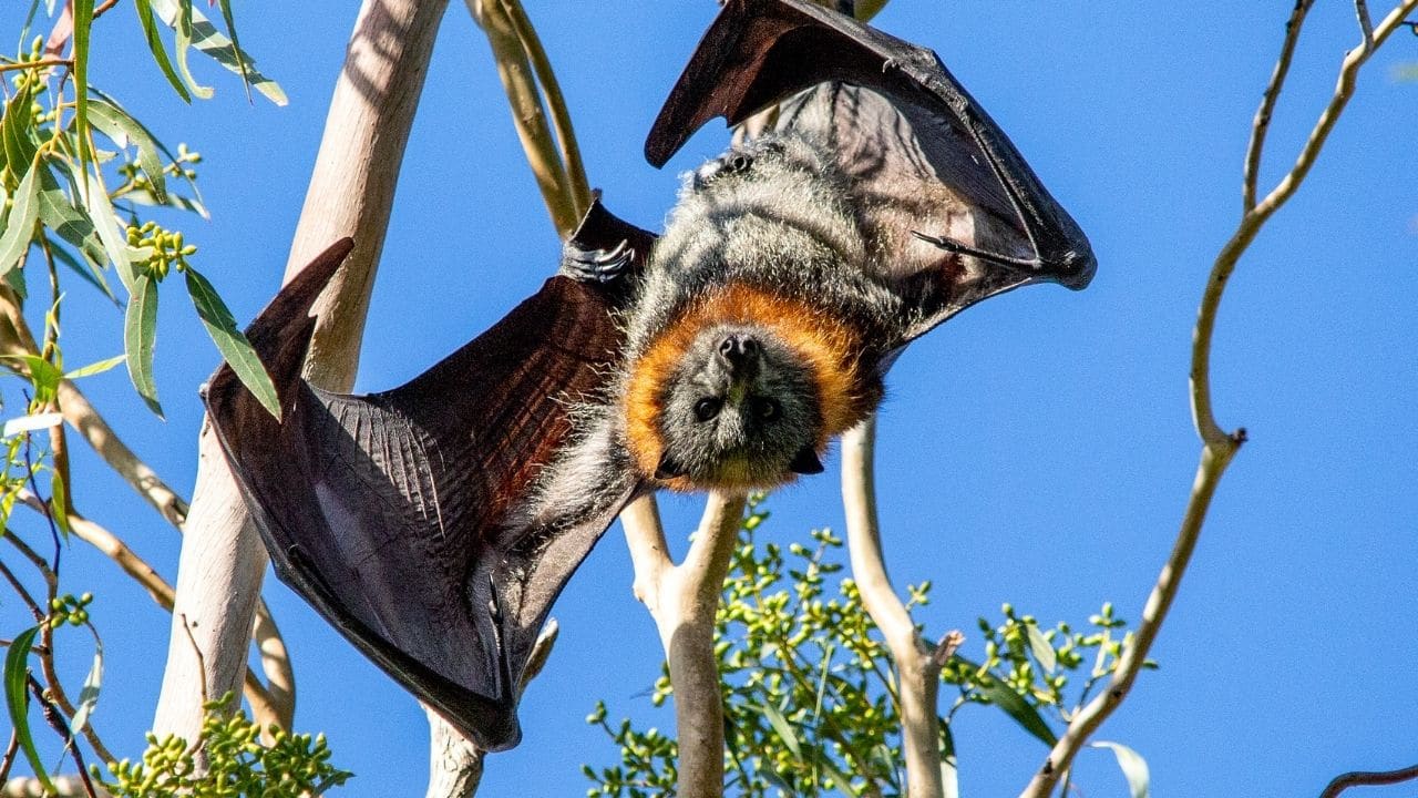 How do Bats See? Cool!