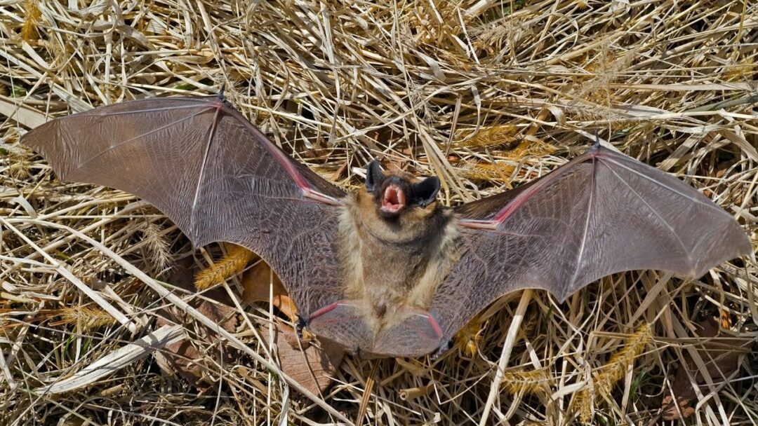 How Many Mosquitoes Do Bats Eat? Here's The Answer!