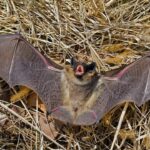 How Bats Sound Like
