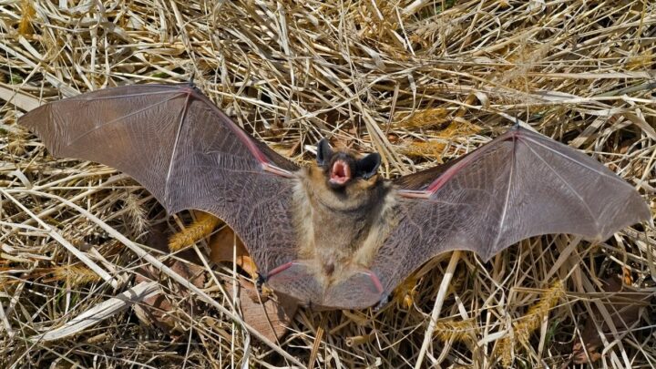 What Do Bats Sound Like? Amazing!