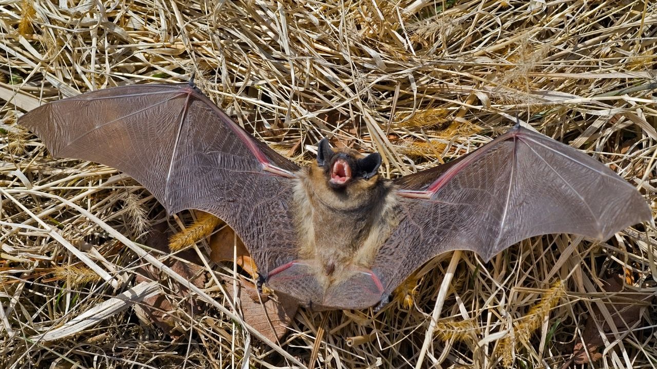 What Do Bats Sound Like? Amazing!