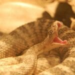 How Do Snakes Breathe