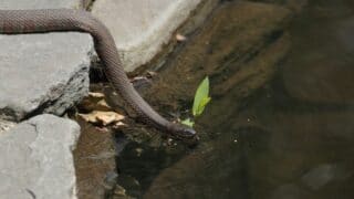 How Do Snakes Drink Water