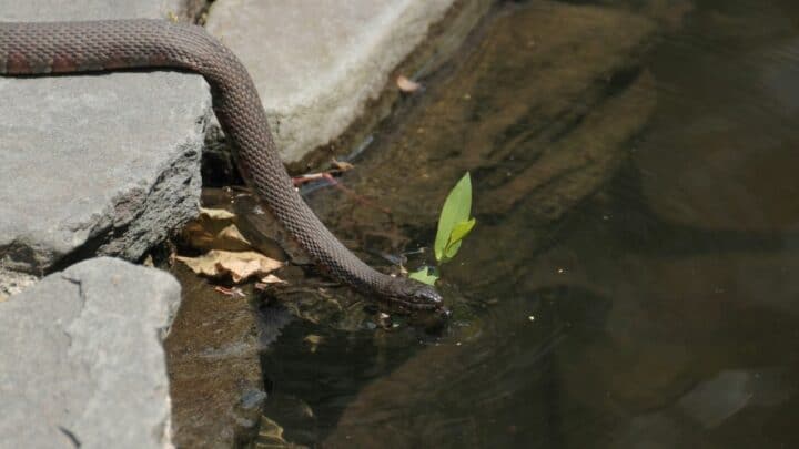 How Do Snakes Drink Water? Amazing!