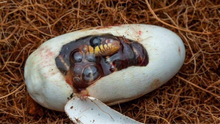 How Do Snakes Lay Eggs? How Indeed?