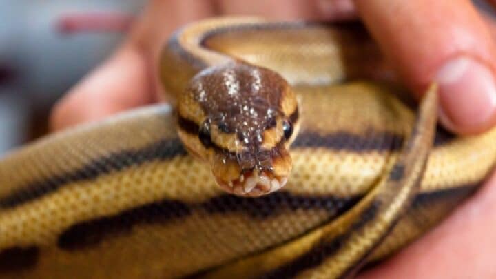 How Do Snakes Poop? Ooh! Interesting!