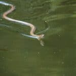 How Do Snakes Swim