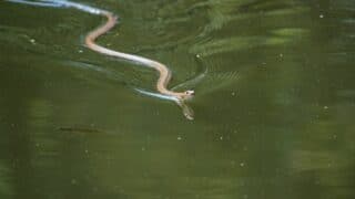 How Do Snakes Swim