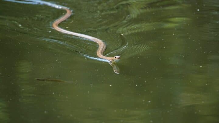How Do Snakes Swim? Amazing!