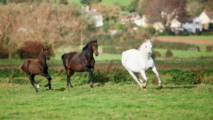 How Fast Can Horses Run? Ooh, So Fast!