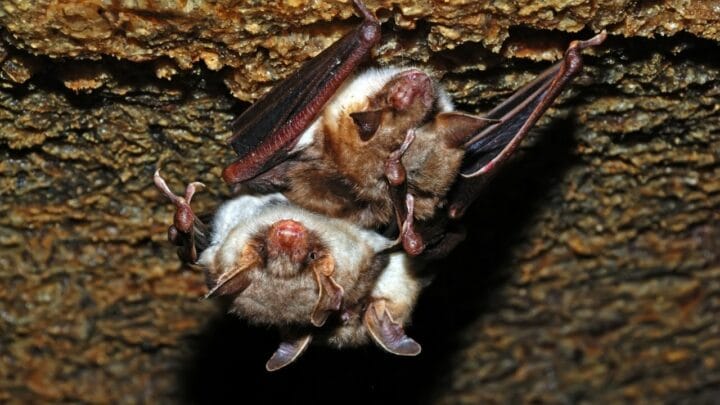 How Long Do Bats Live? Really? That Long?