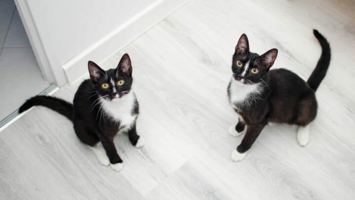 How Many Bones Do Cats Have? Wow! Now I Know!
