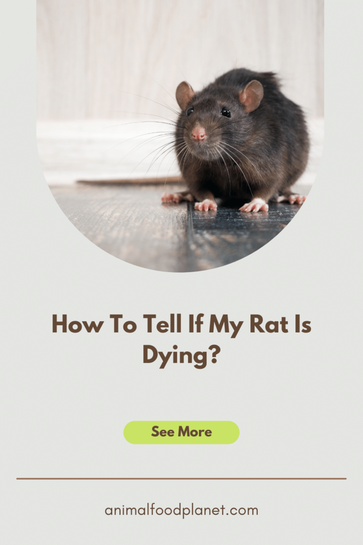 How To Tell If My Rat Is Dying