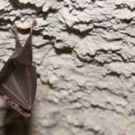 How and Where Bats Sleep