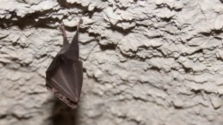 How and Where Bats Sleep