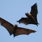 How do Bats Fly