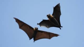How do Bats Fly