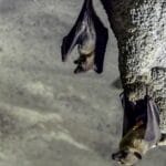 How do Bats Poop