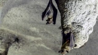 How do Bats Poop