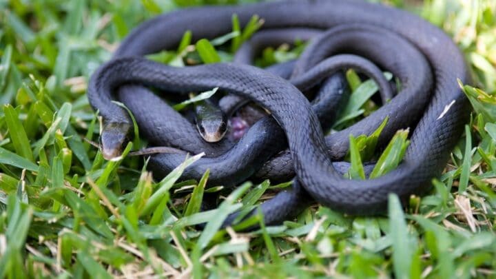 How Snakes Mate – That Is How it Works!