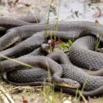How do Snakes ReproduceHow do Snakes Reproduce