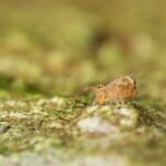 How to Breed Springtails